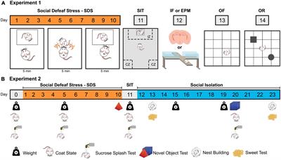 Emotional- and cognitive-like responses induced by social defeat stress in male mice are modulated by the BNST, amygdala, and hippocampus